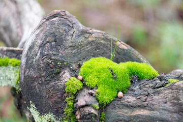 Green moss over a rock