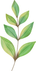 Watercolor leaf painting clipart png