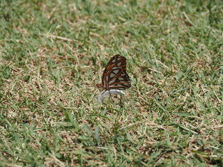 Butterfly on grass