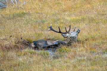 red stag, cervus elaphus, in the rutting season on the mountains at a autumn evening