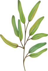 Watercolor leaf painting clipart png