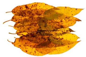 A group of yellow fall colored long narrow leaves that are backlit and on a transparent background
