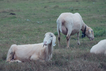 Obraz premium Sheep grazing in an autumn meadow