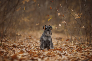 miniature schnauzer dog in autumn