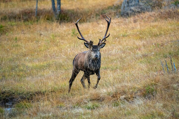 red stag, cervus elaphus, in the rutting season on the mountains at a autumn evening
