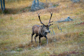 red stag, cervus elaphus, in the rutting season on the mountains at a autumn evening