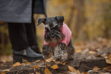 miniature schnauzer dog in autumn