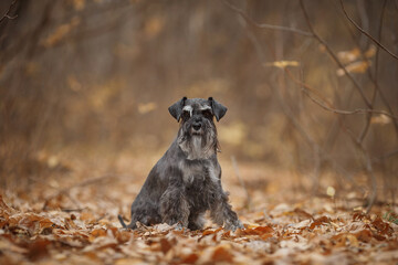 miniature schnauzer dog in autumn