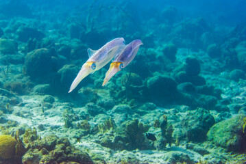 Multiple colorfuldeep sea undersea Pharaoh Cuttlefish Sepia pharaonis 