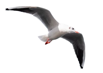 Fotobehang Flying seagull © EKH-Pictures
