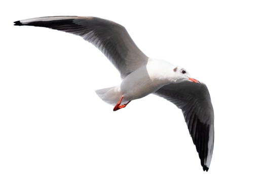 Flying seagull