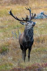 red stag, cervus elaphus, in the rutting season on the mountains at a autumn evening