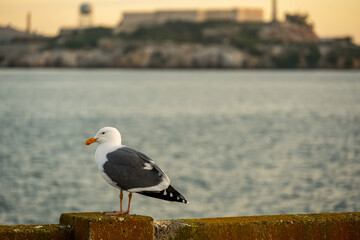 Seagull Sits On Railing With Alcatraz In The Distance