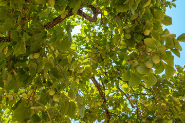 Árbol de la granada con las frutas aún verdes en la estación de verano