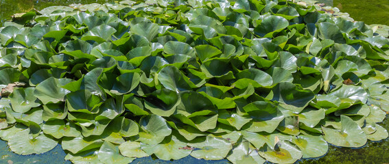 Bosque de hojas verdes de planta acuática nenúfar en un estanque de la Alhambra de Granada, España