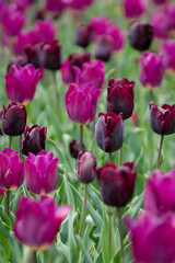 Purple tulips growing on field. Close up caption