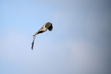 bird, himmel, fliegender, fliege, weiß, flügel, aufsteigend