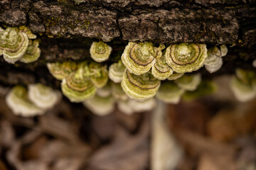 Small Fungi Grow On Fallen Log