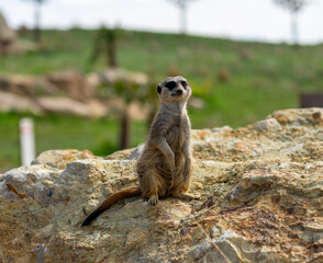 Meerkat on watch on a stone