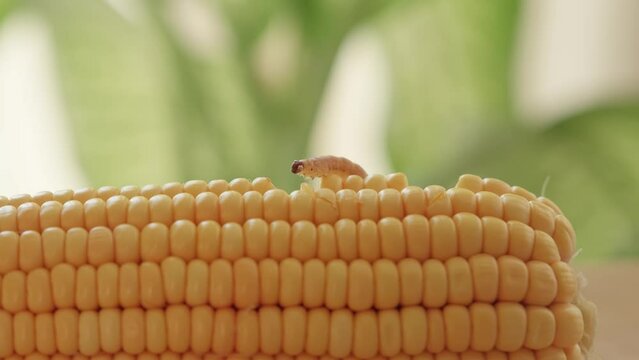 Corn Pests: Corn Ear worm. Corn plant attacked by worms in maize field.