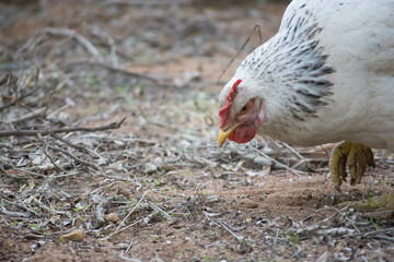 White Sussex chicken close up. Vertical and Horizontal. 