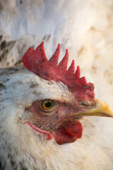 White Sussex chicken close up. Vertical and Horizontal. 