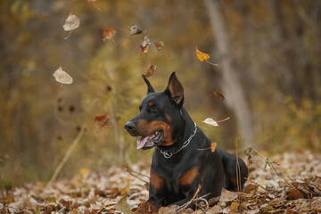 dog doberman pinscher portrait in autumn
