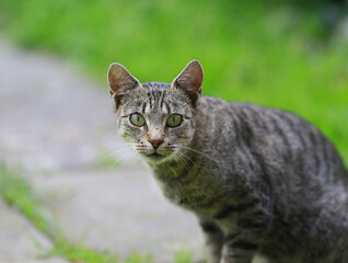 Naklejka na ściany i meble Domestic grey cat with green eyes in grass