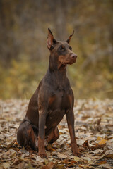 dog doberman pinscher portrait in autumn