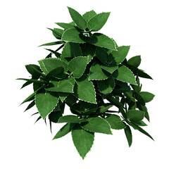Front view of Plant (Generic Plant 1) Tree png