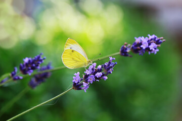 Yellow butterfly on a blossoming purple lavender flower in green garden
