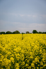 Yellow rapeseed canola field in Sk&aring;ne Sweden during spring time