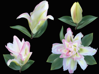 light lily flowers set with fine pink edge isolated on black
