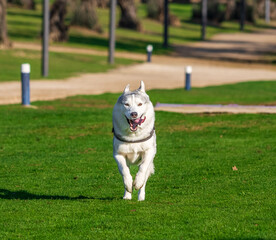 Husky siberiano corriendo © Mr WeaK