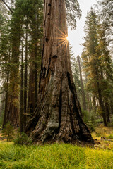 Sunburst Over Sequoia Trunk and Grassy Field