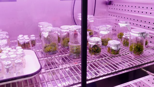 Fridge at the laboratory with empty flasks and green plants. Stock footage. Concept of science.