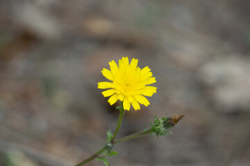 yellow flower