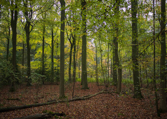 Autumn Woodland
