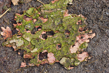 Tree Bark on the Ground