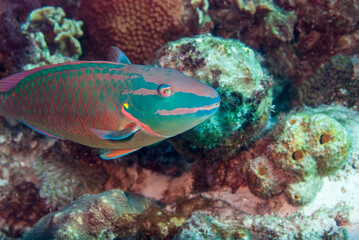 Fototapeta na wymiar Stoplight parrotfish Sparisoma viride Bonaire, Leeward Islands