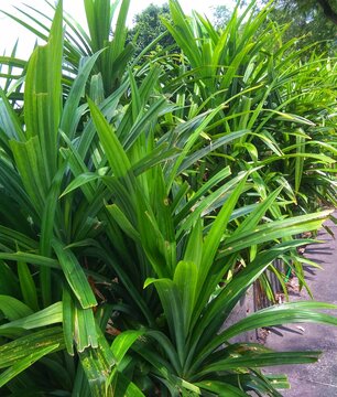 Pandan plant, has a distinctive aroma, suitable for adding to the taste of food 