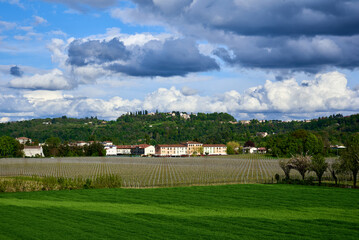Vineyard at the foot of the Berici Hills in Altavilla Vicentina with towering clouds on the sky, Veneto, Italy