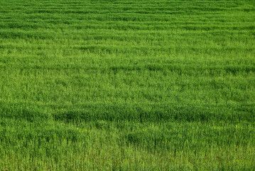 Obraz premium Expanse of grass, natural background