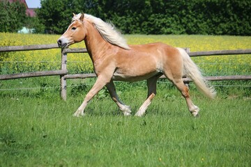 beautiful haflinger horse with beautiful hair is running on the paddock - obrazy, fototapety, plakaty