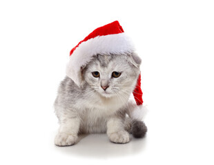 Cat in a Christmas hat.