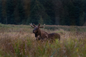Naklejka na ściany i meble Wild moose in the Biebrzanski national park. Bull off elk on the meadow. Autumn in Poland. 