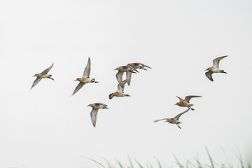 The ruffs in the Poland country. European ornithology. Flock of calidris pugnax are fliiny near the river. 