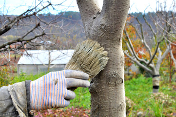 Whitewash of fruit trees in the orchard