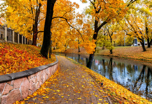 Golden colors of autumn in a public domain park