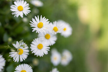 Close-up of daisies (Bellis perennis) blooming in a meadow in spring, İstanbul- Turkey